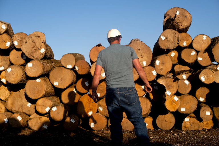 5 Tips to Buy Hardwood Logs for Commercial Use