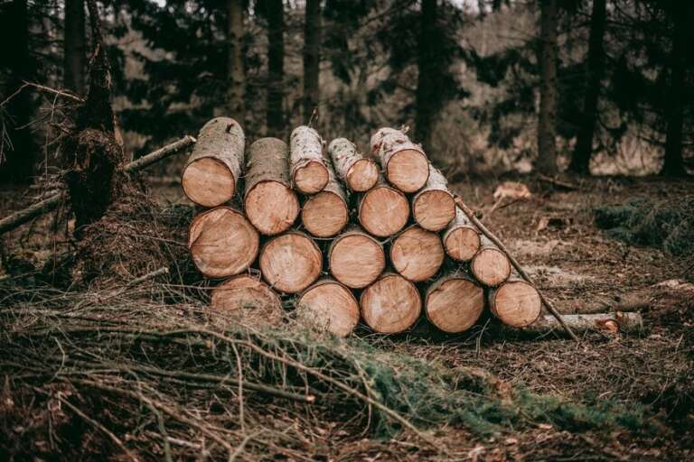 Factors to Consider Before Buying Redgum Firewood For Sale