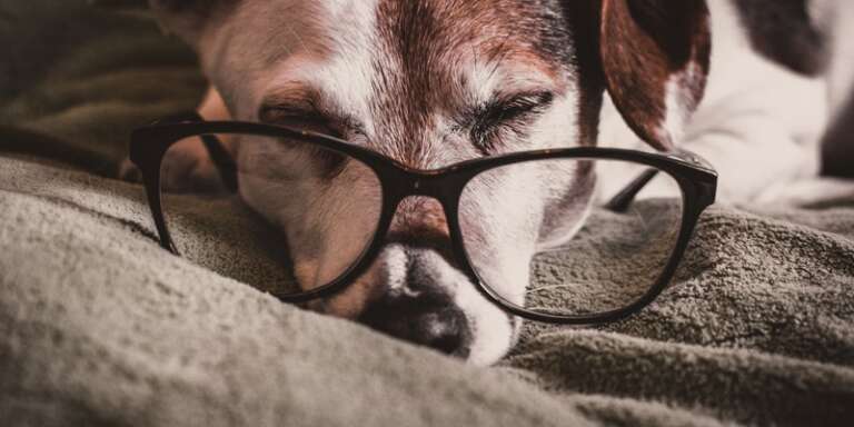 5 Gadgets that Can Help Your Aging Pet