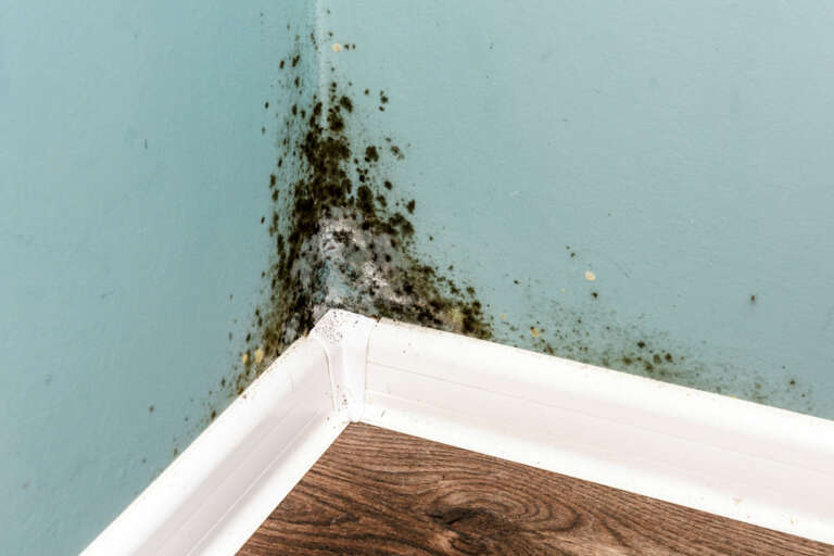 How to Eliminate Mold Odor in Your Basement