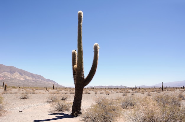 Understanding the Tilt Saguaro and Art of Saguaro Removal