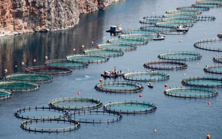 What is Sustainable Aquaculture and Why Does it Matter?
