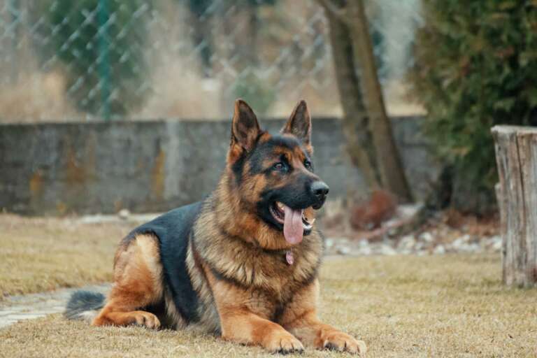 Owning a German Shepherd: The Pros and Cons
