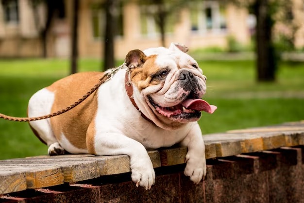 Merle French Bulldog: A Guide to their Genetics and Characteristics